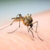 Muỗi có bị say hay không, khi hút máu những người vừa uống rượu?